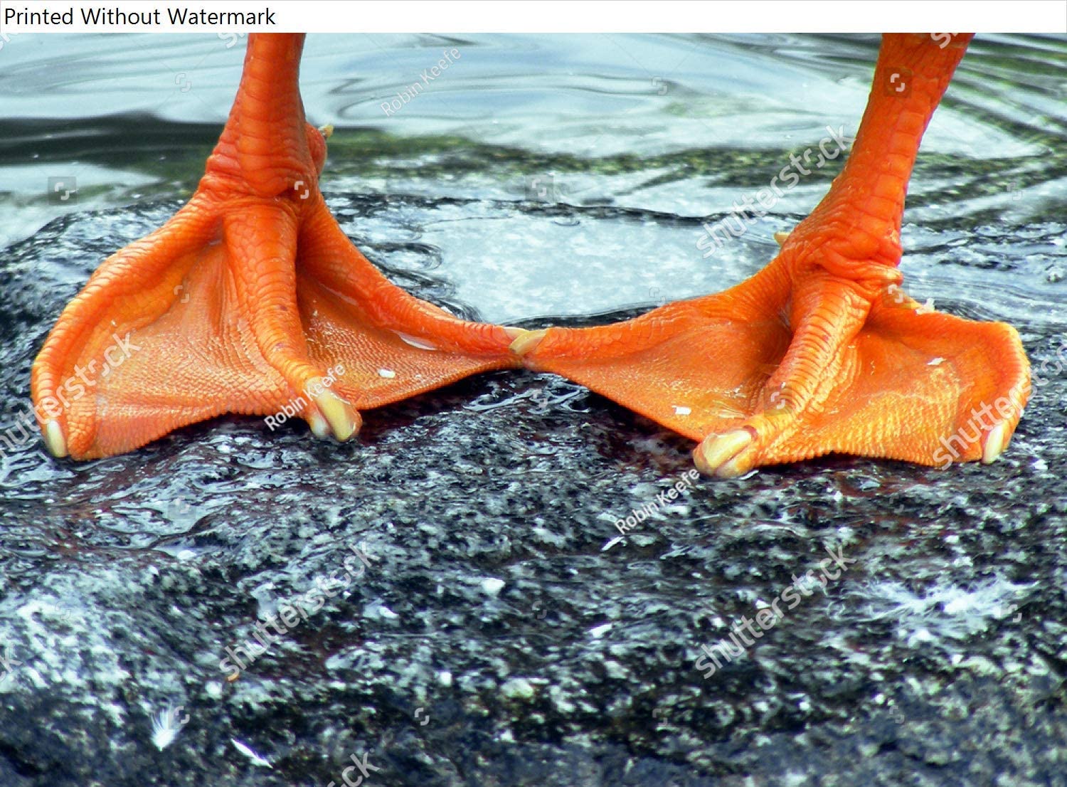 Animals adaptations quiz (science)