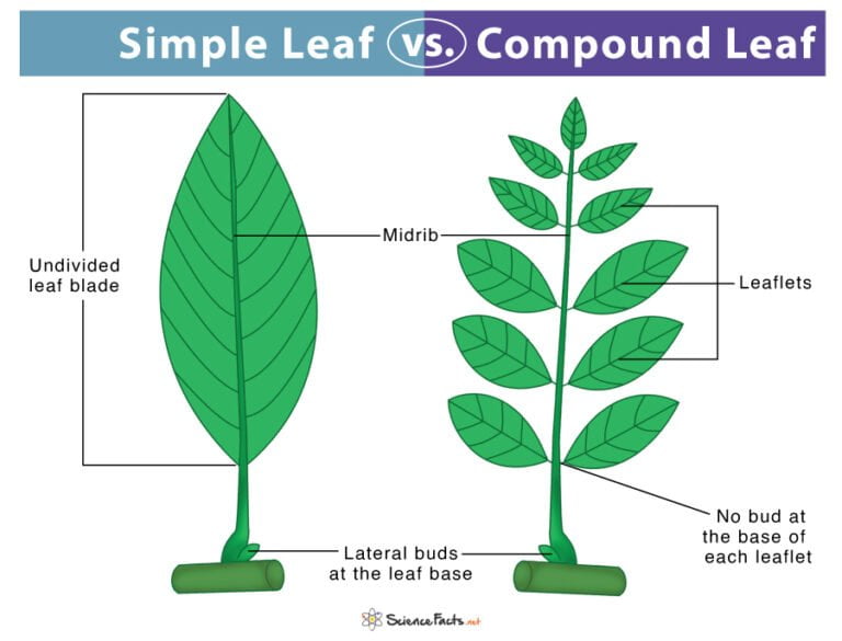 Types of Leaves Structure & Arrangement